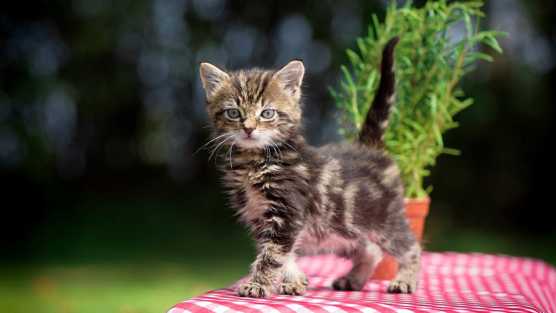 枪手风暴席卷绿茵，2026世界杯焦点战，乌克兰如何破解阿森纳式压制？