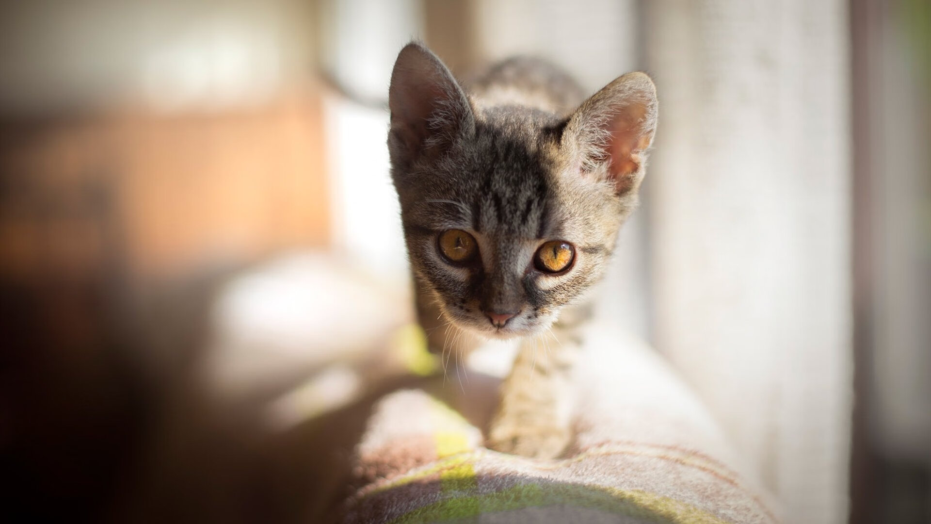 华体会官网-跨界掌控，芬兰足球的稳健征程与若日尼奥的F1街道赛霸权